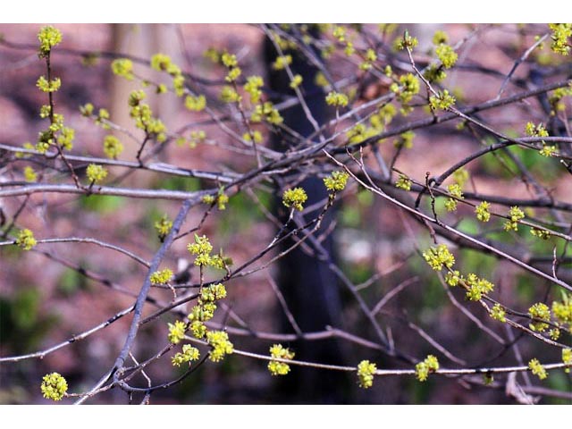 Lindera benzoin (Northern spicebush) #68001