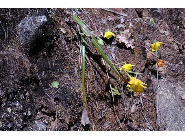 Calochortus amabilis (Diogenes' lantern) #68022