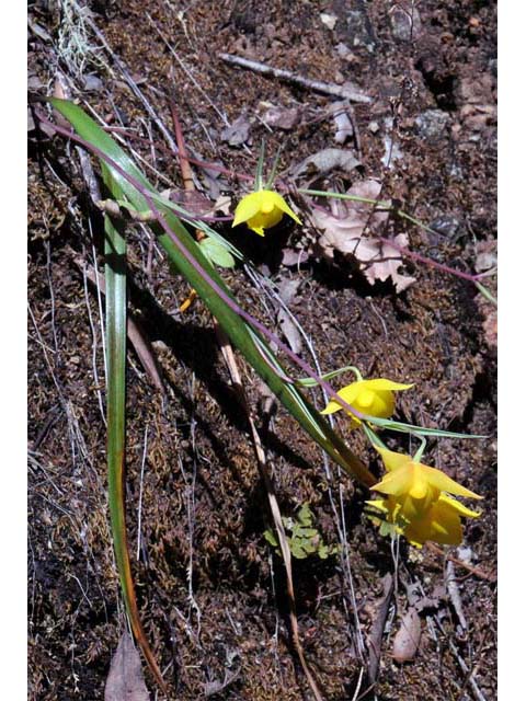 Calochortus amabilis (Diogenes' lantern) #68023