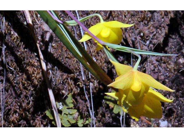 Calochortus amabilis (Diogenes' lantern) #68025