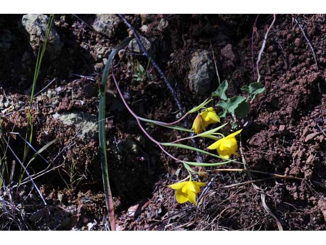 Calochortus amabilis (Diogenes' lantern) #68026