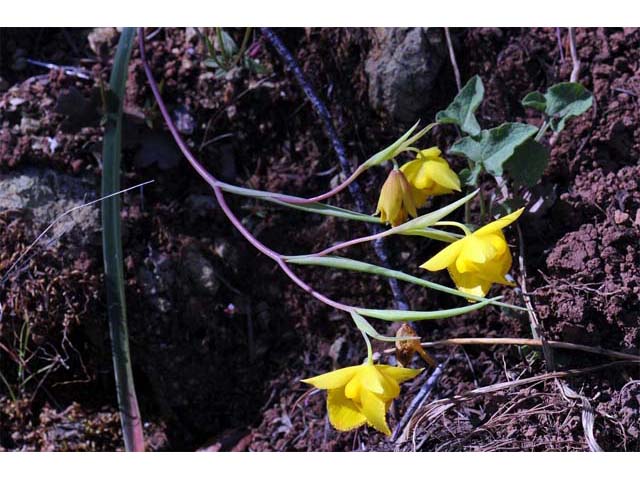 Calochortus amabilis (Diogenes' lantern) #68027