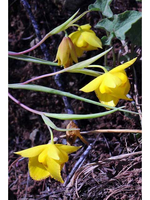 Calochortus amabilis (Diogenes' lantern) #68028