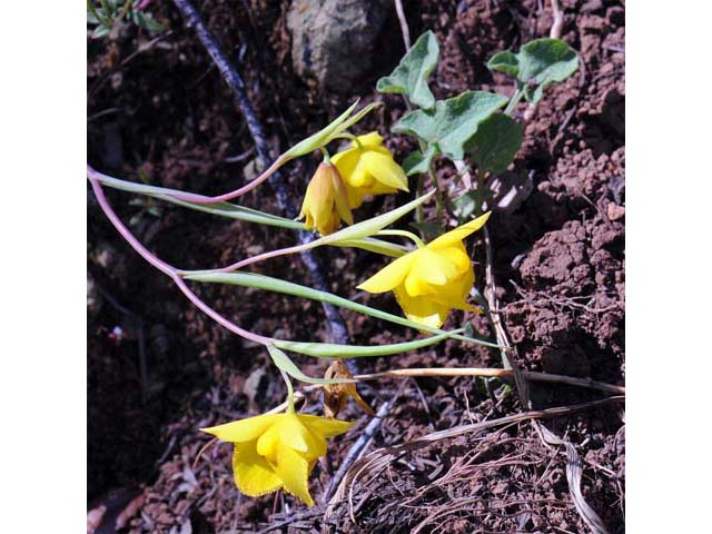 Calochortus amabilis (Diogenes' lantern) #68029