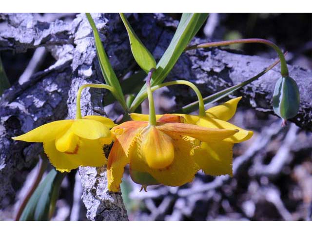 Calochortus amabilis (Diogenes' lantern) #68031