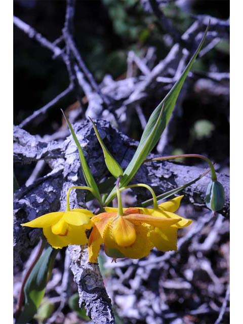 Calochortus amabilis (Diogenes' lantern) #68033