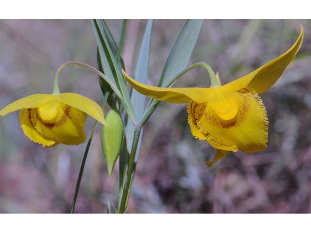 Calochortus amabilis (Diogenes' lantern) #68034