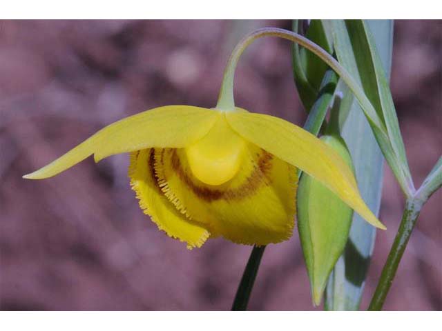 Calochortus amabilis (Diogenes' lantern) #68036