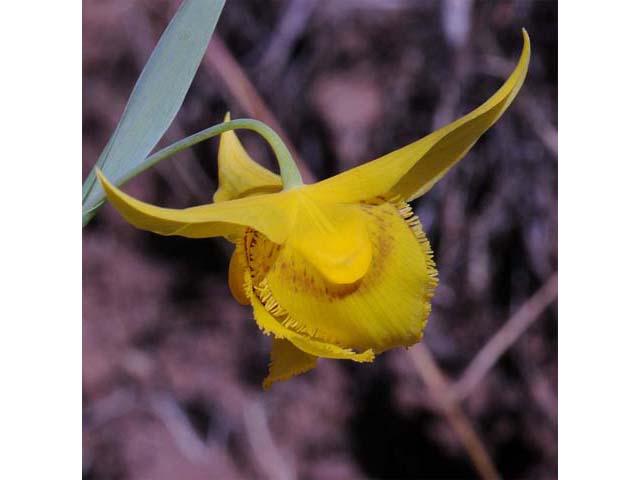 Calochortus amabilis (Diogenes' lantern) #68037