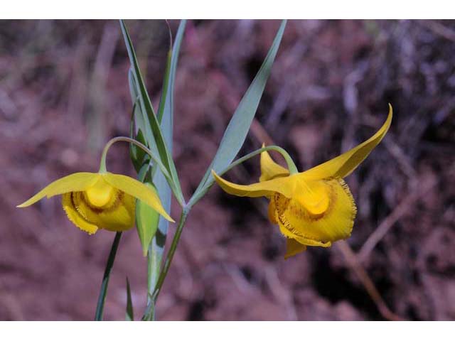 Calochortus amabilis (Diogenes' lantern) #68038