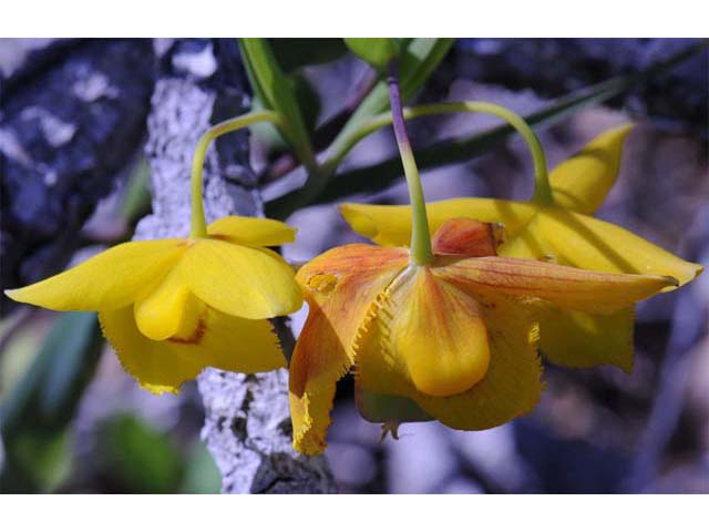 Calochortus amabilis (Diogenes' lantern) #68039