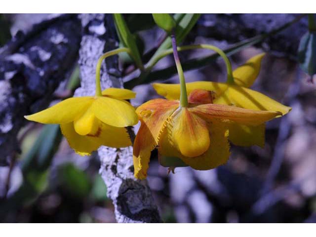 Calochortus amabilis (Diogenes' lantern) #68040