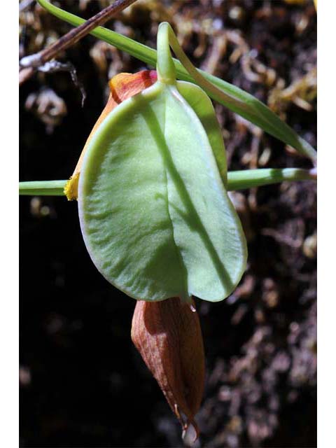 Calochortus amabilis (Diogenes' lantern) #68050