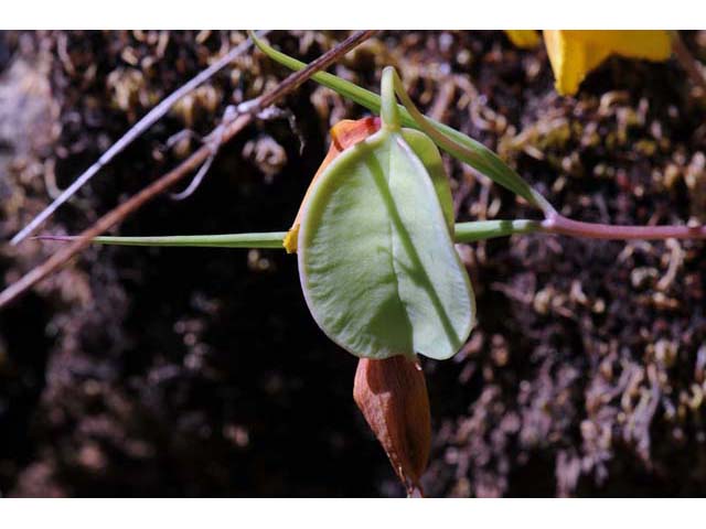 Calochortus amabilis (Diogenes' lantern) #68052