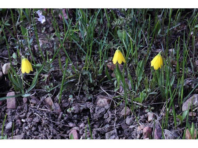 Fritillaria pudica (Yellow fritillary) #69137