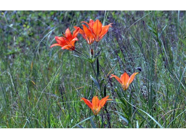 Lilium philadelphicum (Wood lily) #69165