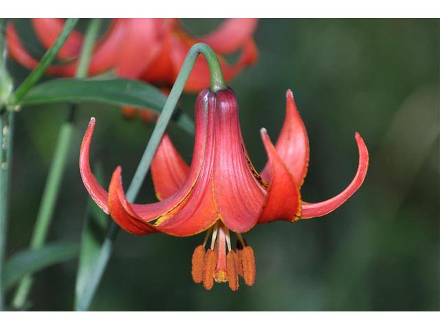 Lilium canadense (Canada lily) #69187