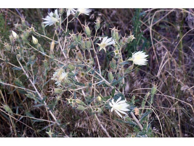 Mentzelia decapetala (Tenpetal blazingstar) #69323