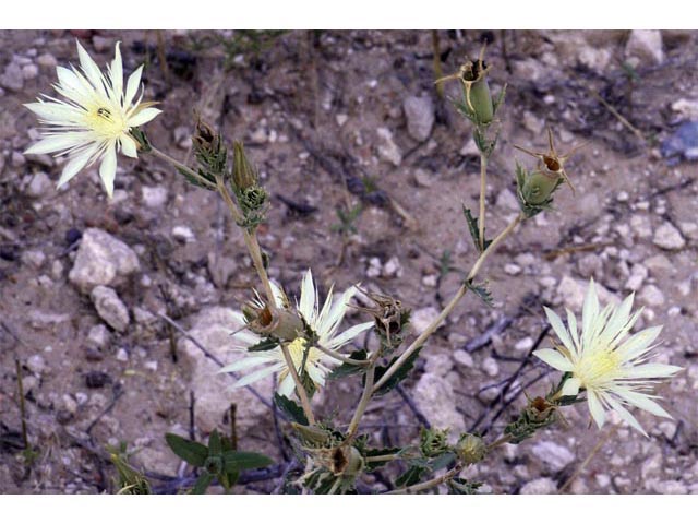 Mentzelia decapetala (Tenpetal blazingstar) #69324