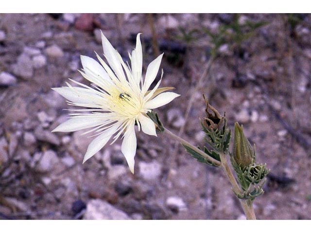 Mentzelia decapetala (Tenpetal blazingstar) #69325