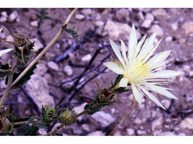 Mentzelia decapetala (Tenpetal blazingstar) #69326