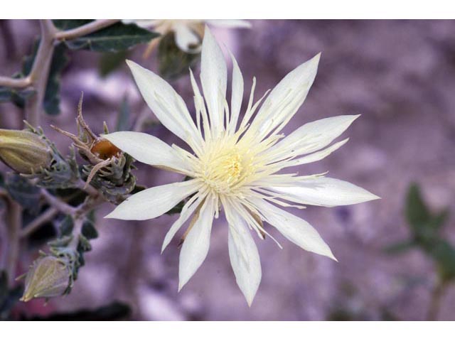 Mentzelia decapetala (Tenpetal blazingstar) #69330