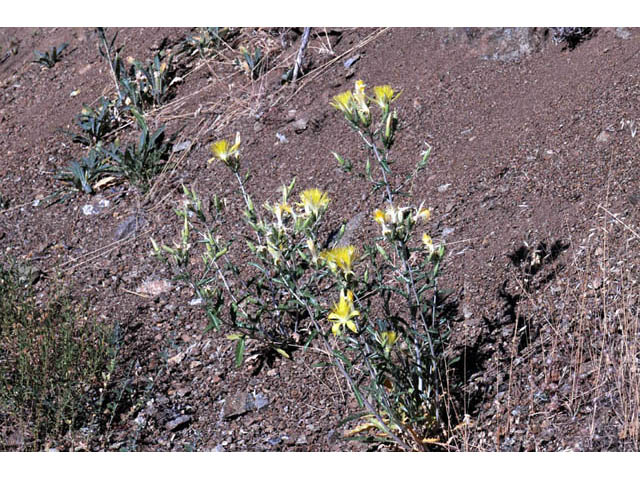 Mentzelia laevicaulis (Smoothstem blazingstar) #69349