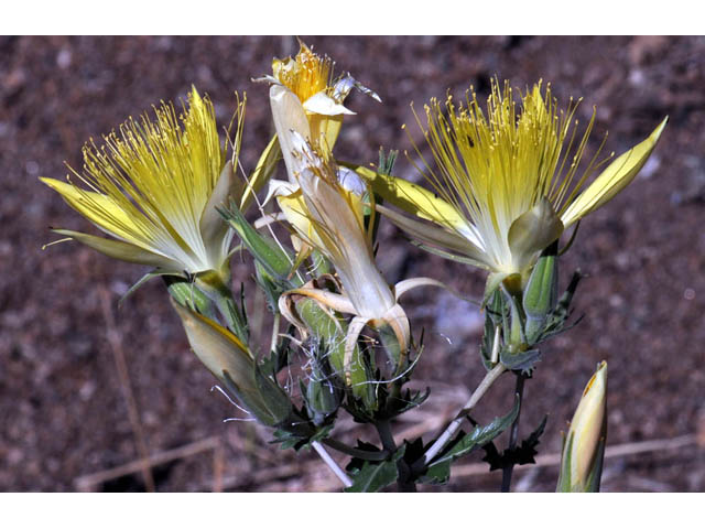 Mentzelia laevicaulis (Smoothstem blazingstar) #69352