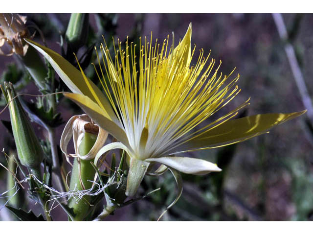 Mentzelia laevicaulis (Smoothstem blazingstar) #69354