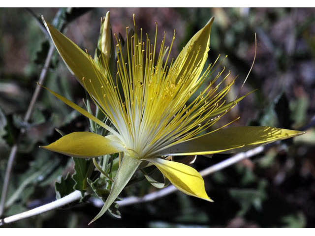 Mentzelia laevicaulis (Smoothstem blazingstar) #69356