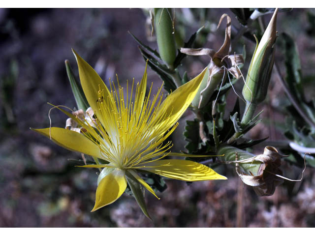 Mentzelia laevicaulis (Smoothstem blazingstar) #69357