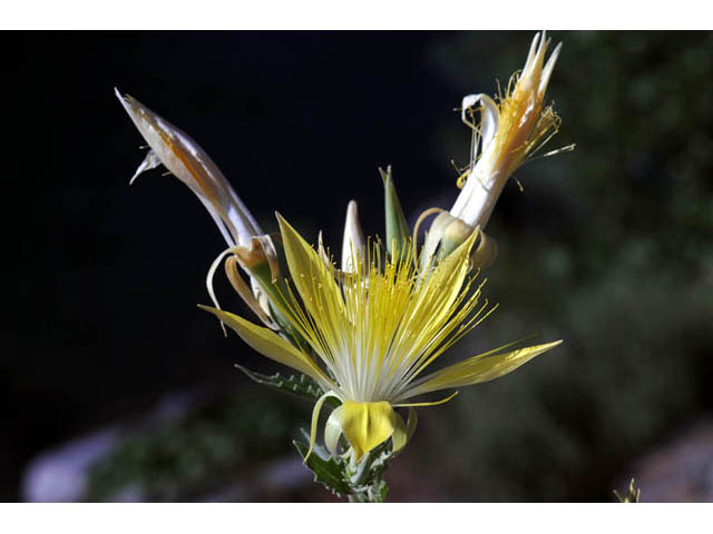 Mentzelia laevicaulis (Smoothstem blazingstar) #69359