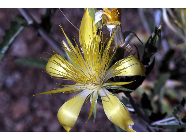 Mentzelia laevicaulis (Smoothstem blazingstar) #69361