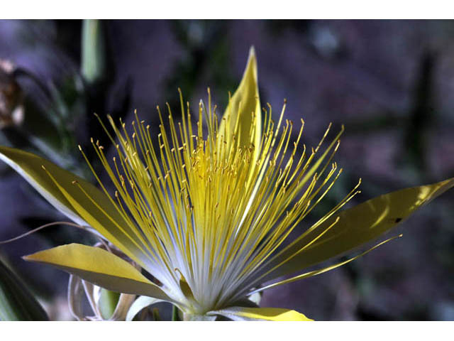 Mentzelia laevicaulis (Smoothstem blazingstar) #69362