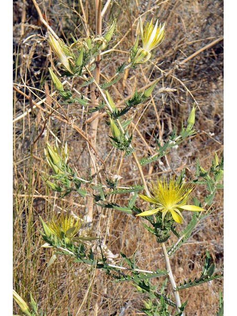 Mentzelia laevicaulis (Smoothstem blazingstar) #69366