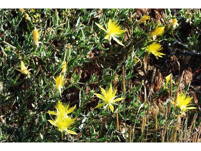 Mentzelia laevicaulis (Smoothstem blazingstar) #69390