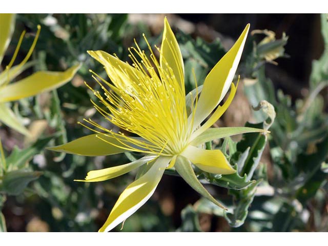 Mentzelia laevicaulis (Smoothstem blazingstar) #69392