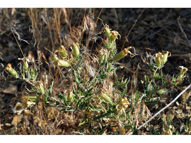 Mentzelia laevicaulis (Smoothstem blazingstar) #69394