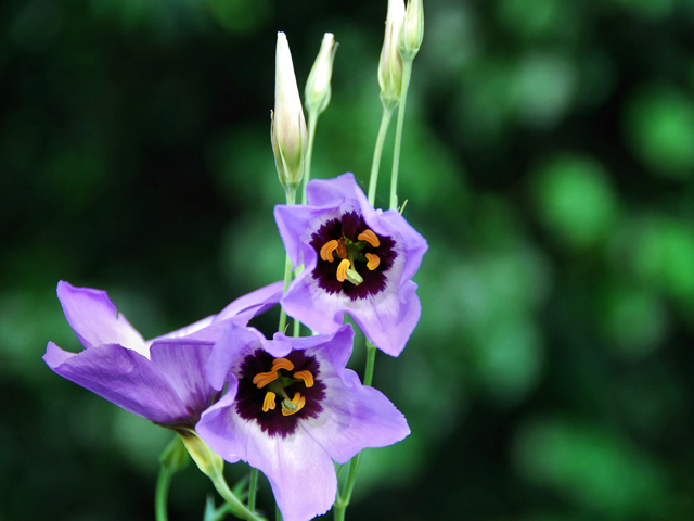 Eustoma exaltatum ssp. russellianum (Texas bluebells) #28424