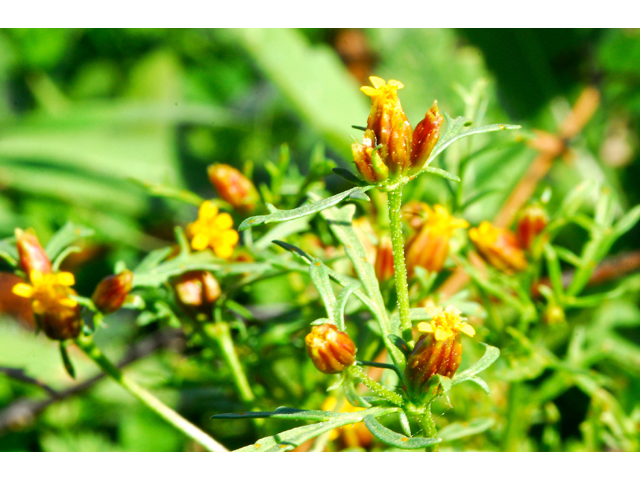 Dyssodia papposa (Dogweed) #36248