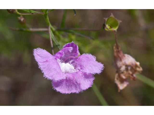 Agalinis homalantha (San antonio false foxglove) #60487