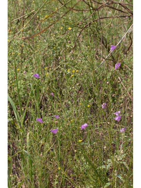 Agalinis homalantha (San antonio false foxglove) #60505