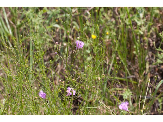 Agalinis homalantha (San antonio false foxglove) #60514