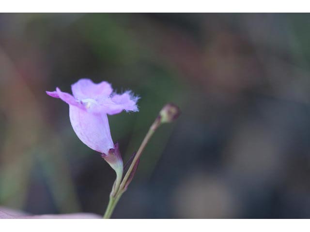 Agalinis maritima (Saltmarsh false foxglove) #60531