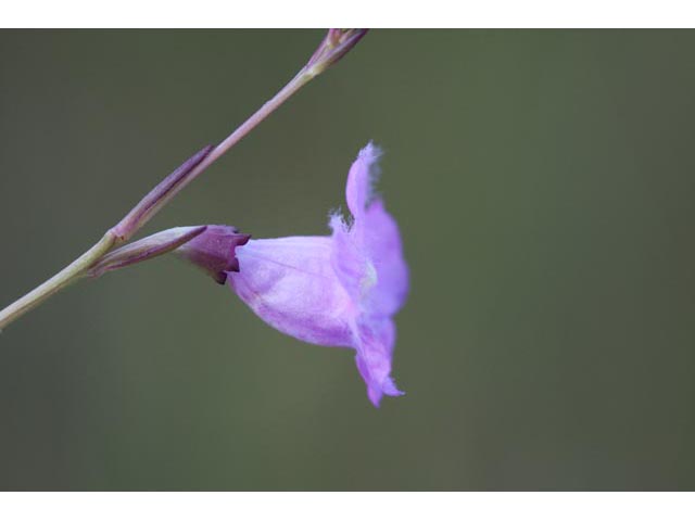 Agalinis maritima (Saltmarsh false foxglove) #60541