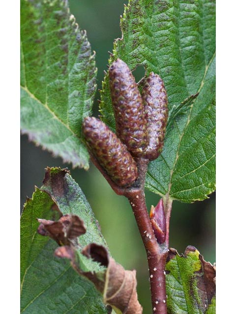 Alnus viridis (Green alder) #61377