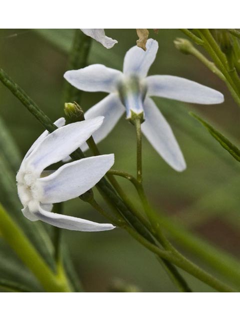 Amsonia ciliata var. ciliata (Fringed bluestar) #61418