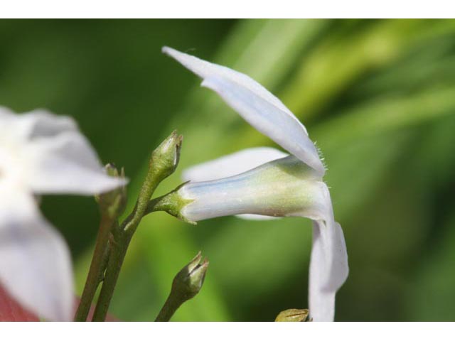 Amsonia ciliata var. ciliata (Fringed bluestar) #61424