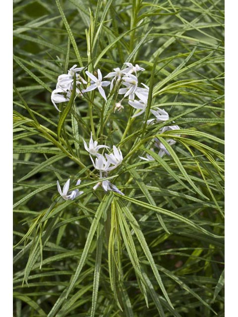 Amsonia ciliata (Fringed bluestar) #61431