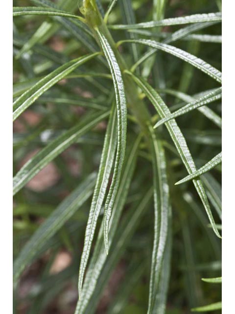 Amsonia ciliata (Fringed bluestar) #61436